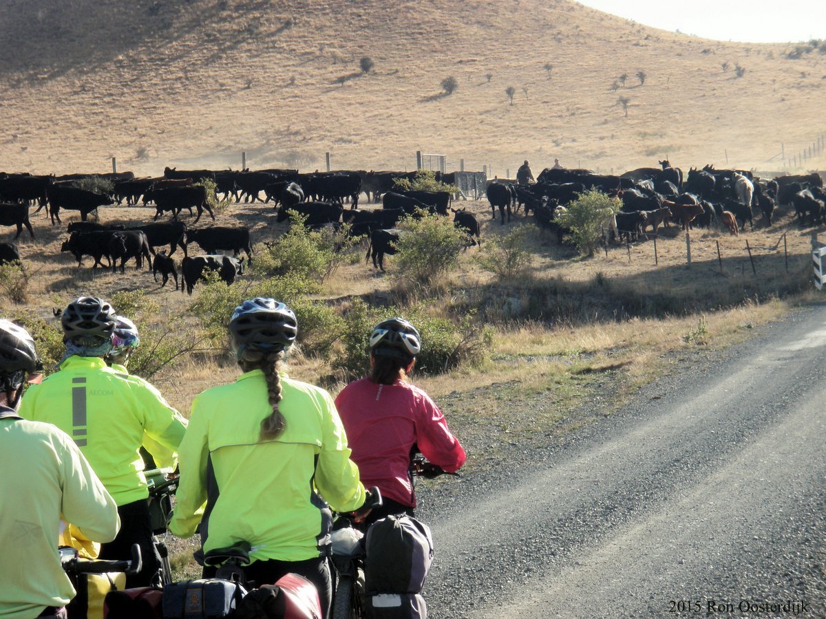 1-ACTASortingcattlelowerMolesworth.jpg (318126 bytes)